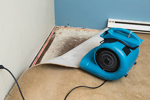 Best Flood damage cleanup  in Ozona, TX